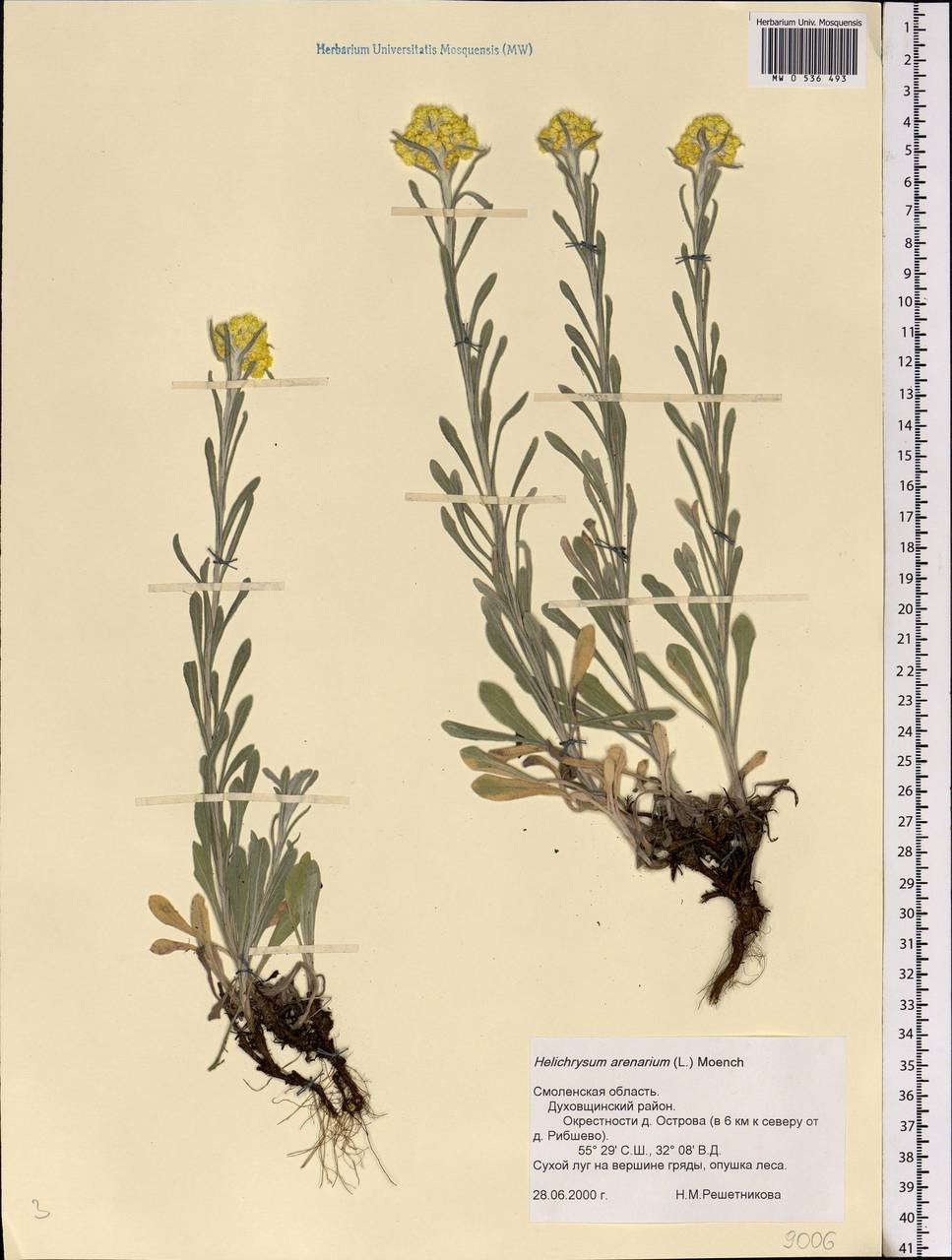 Helichrysum arenarium (L.) Moench, Eastern Europe, Western region (E3) (Russia)