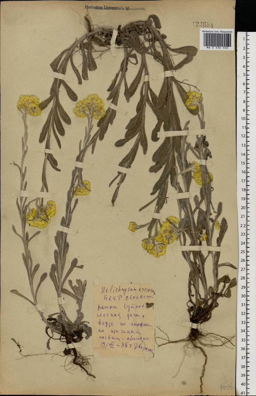 Helichrysum arenarium (L.) Moench, Eastern Europe, Belarus (E3a) (Belarus)
