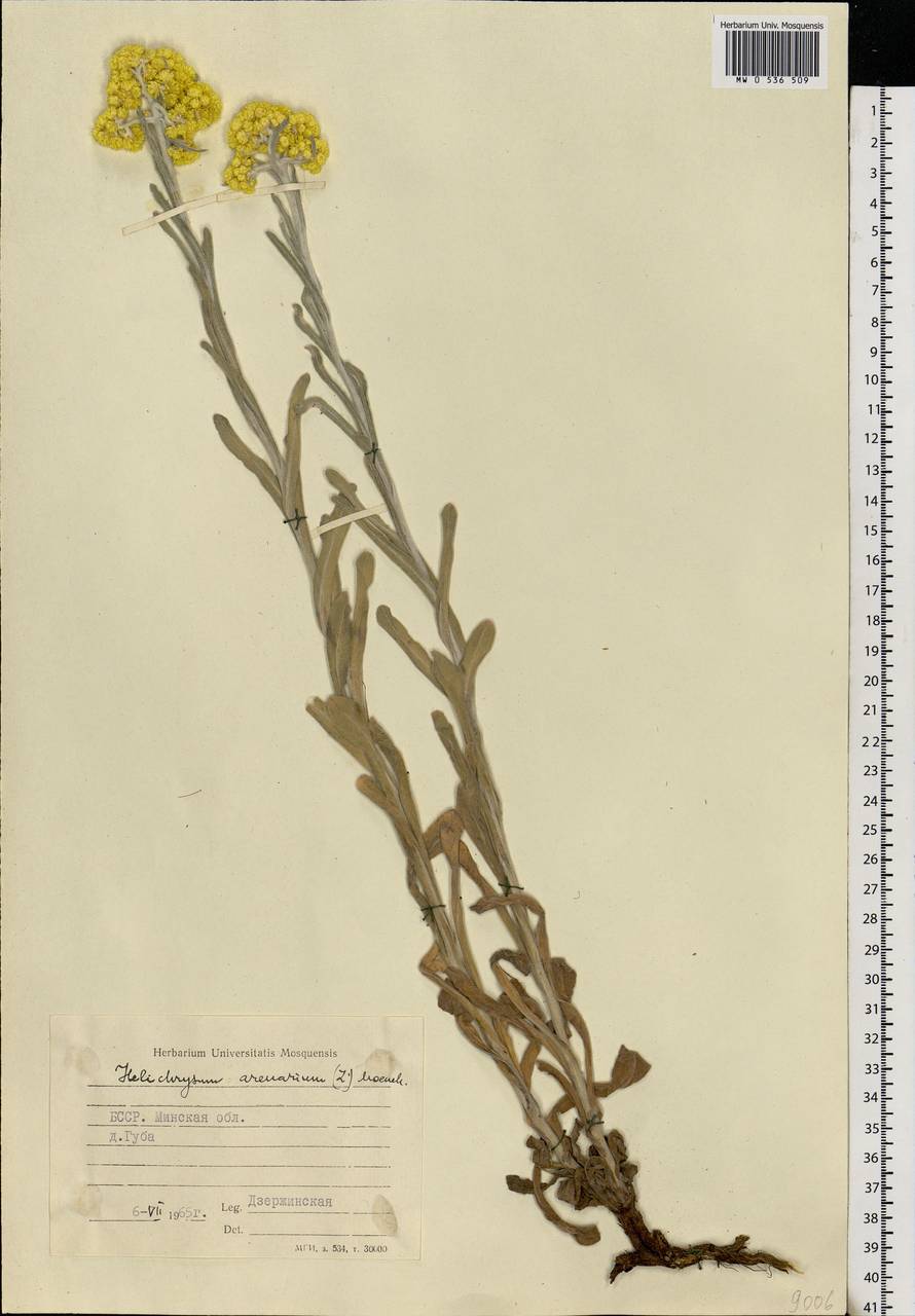 Helichrysum arenarium (L.) Moench, Eastern Europe, Belarus (E3a) (Belarus)