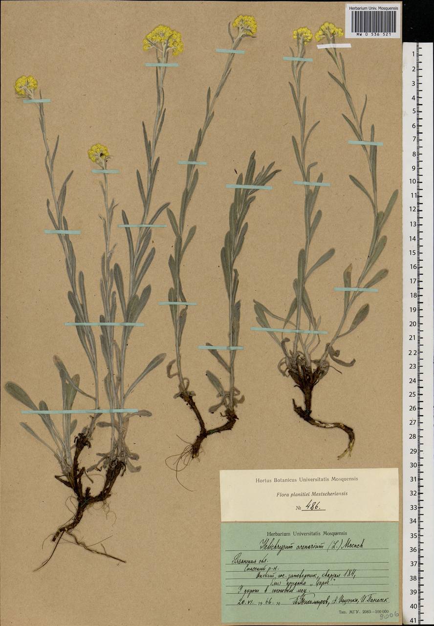 Helichrysum arenarium (L.) Moench, Eastern Europe, Central region (E4) (Russia)