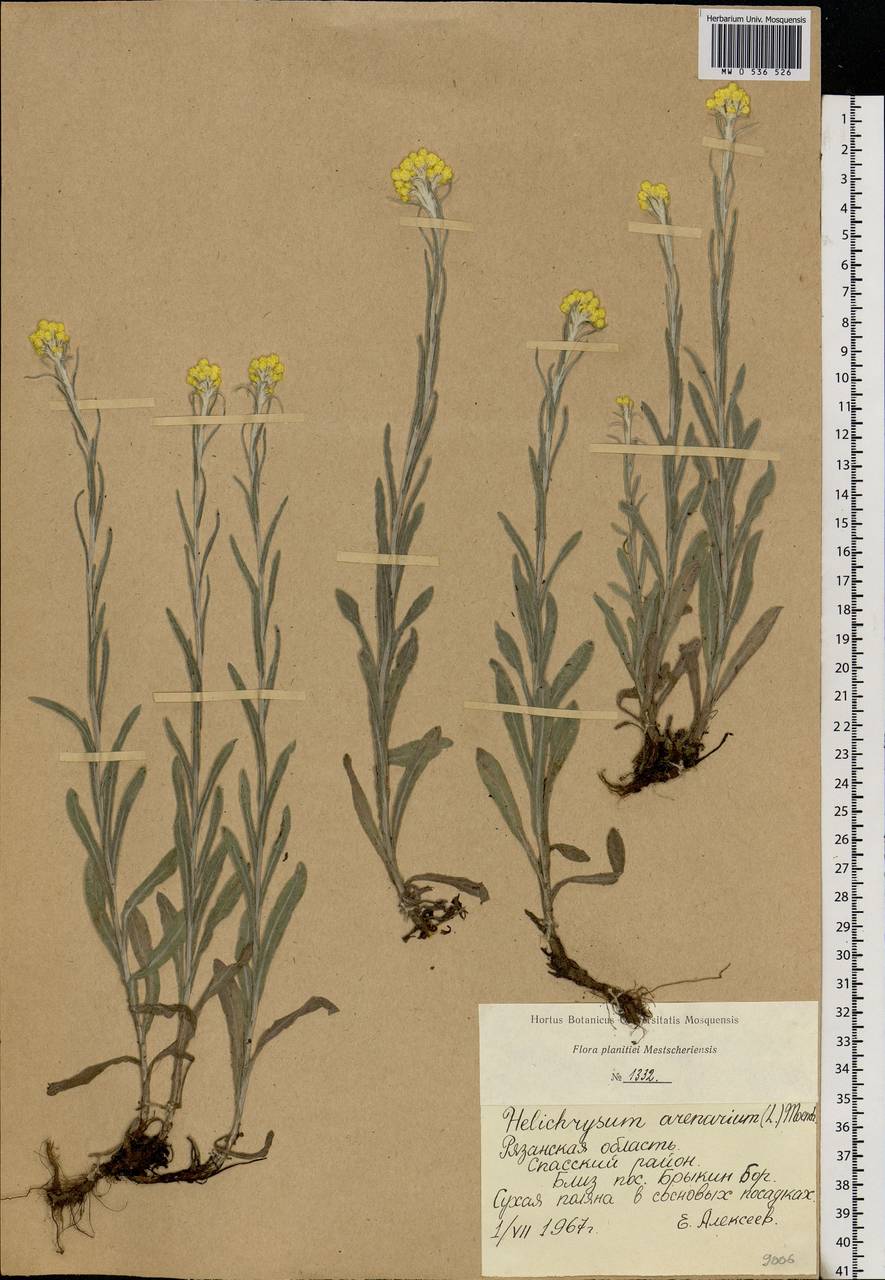 Helichrysum arenarium (L.) Moench, Eastern Europe, Central region (E4) (Russia)