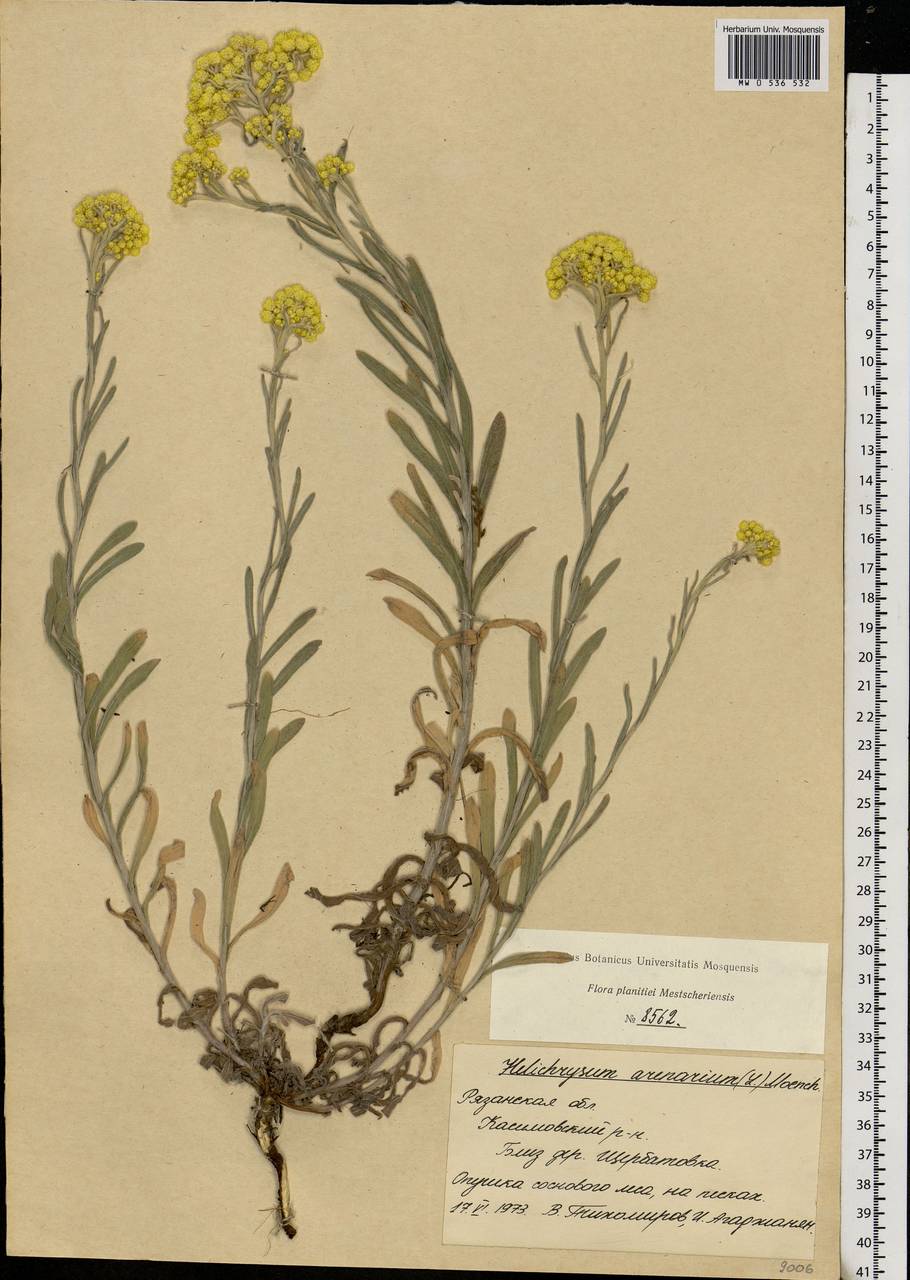 Helichrysum arenarium (L.) Moench, Eastern Europe, Central region (E4) (Russia)