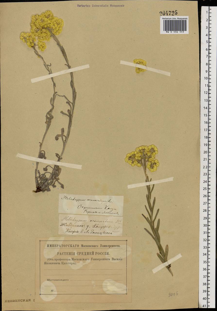 Helichrysum arenarium (L.) Moench, Eastern Europe, Central region (E4) (Russia)