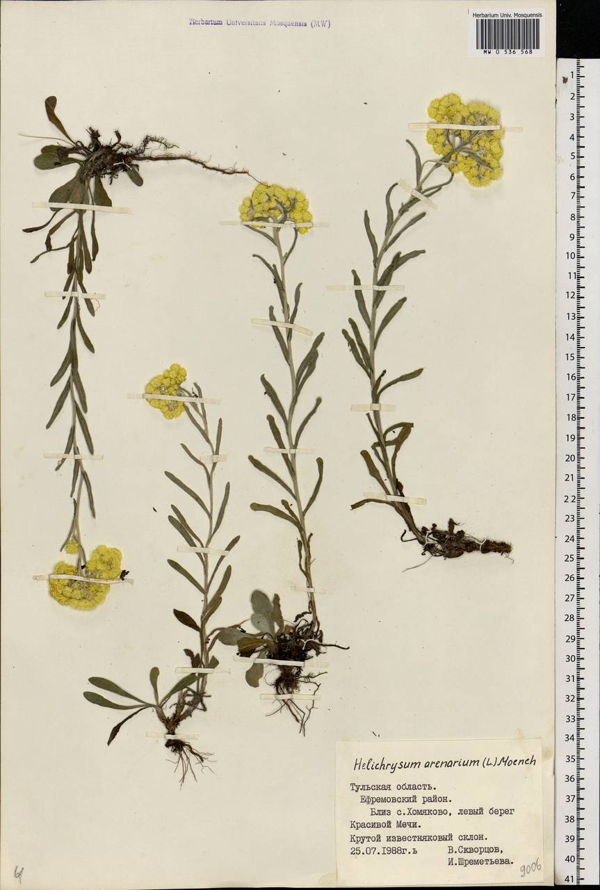 Helichrysum arenarium (L.) Moench, Eastern Europe, Central region (E4) (Russia)