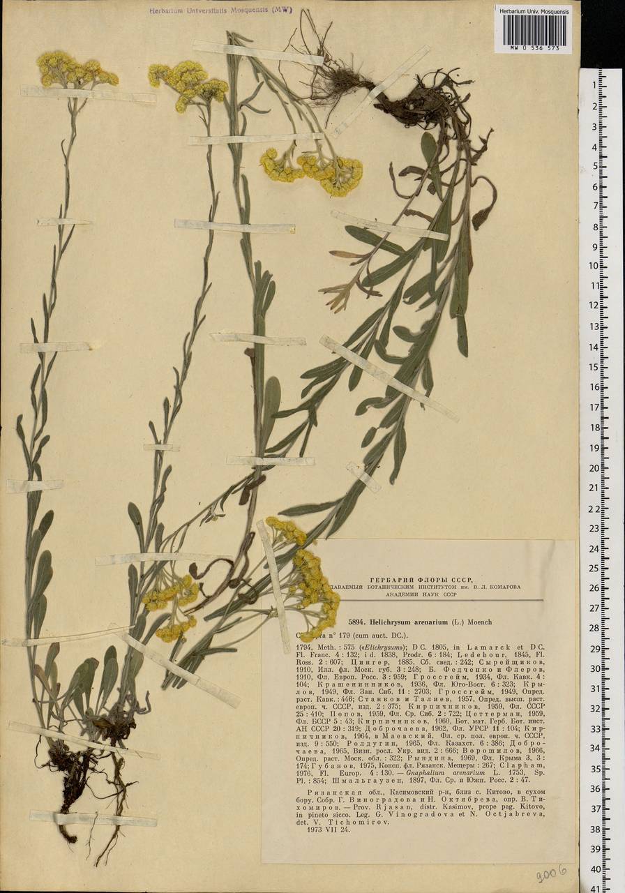 Helichrysum arenarium (L.) Moench, Eastern Europe, Central region (E4) (Russia)