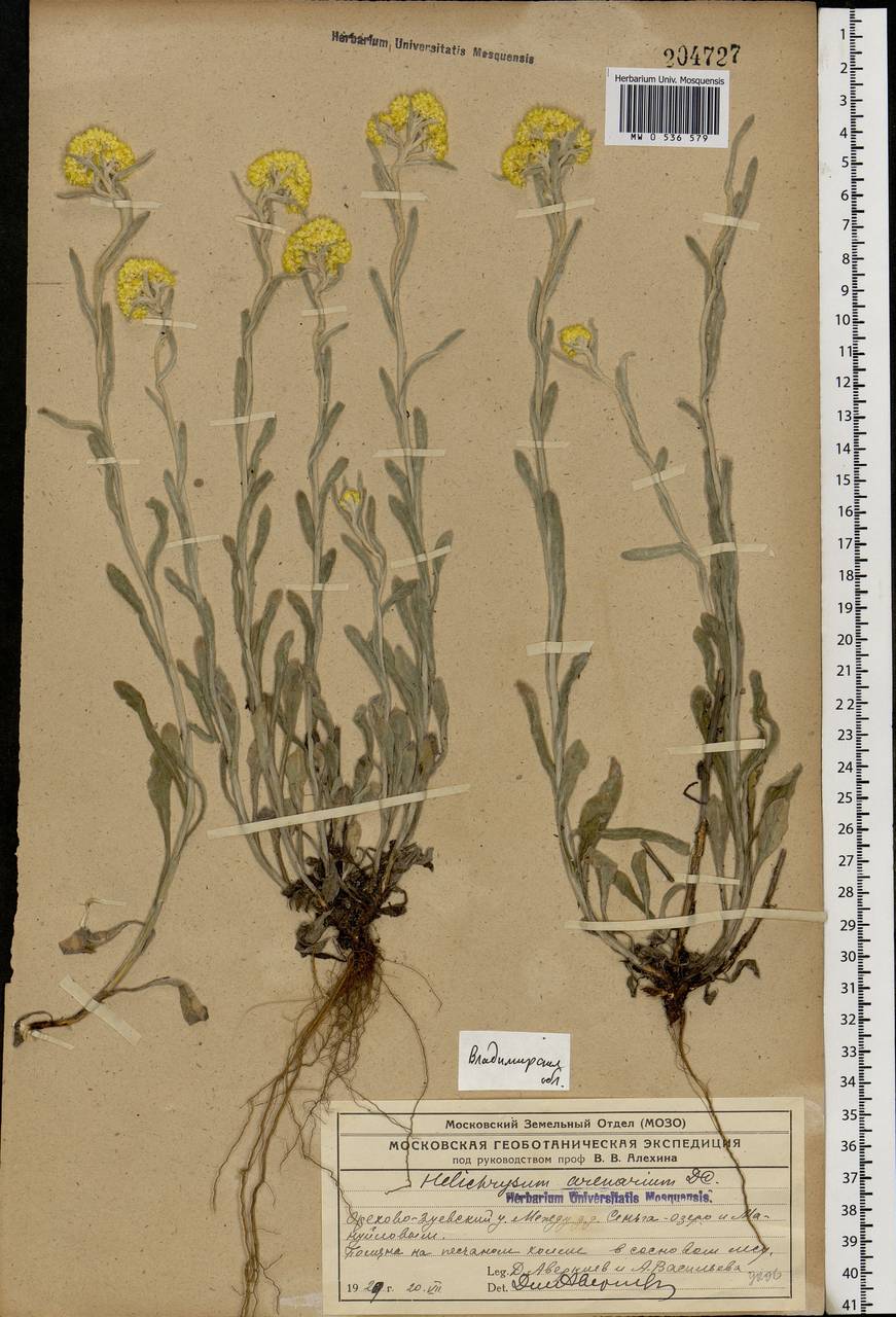 Helichrysum arenarium (L.) Moench, Eastern Europe, Central region (E4) (Russia)