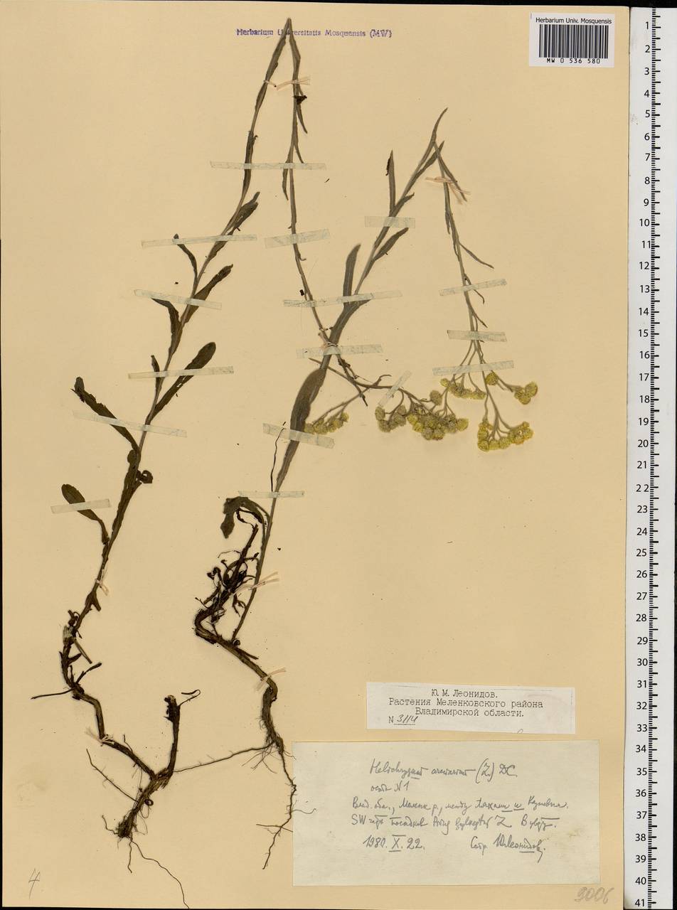 Helichrysum arenarium (L.) Moench, Eastern Europe, Central region (E4) (Russia)