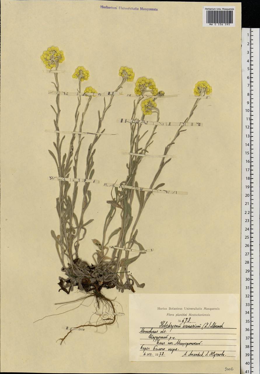 Helichrysum arenarium (L.) Moench, Eastern Europe, Moscow region (E4a) (Russia)