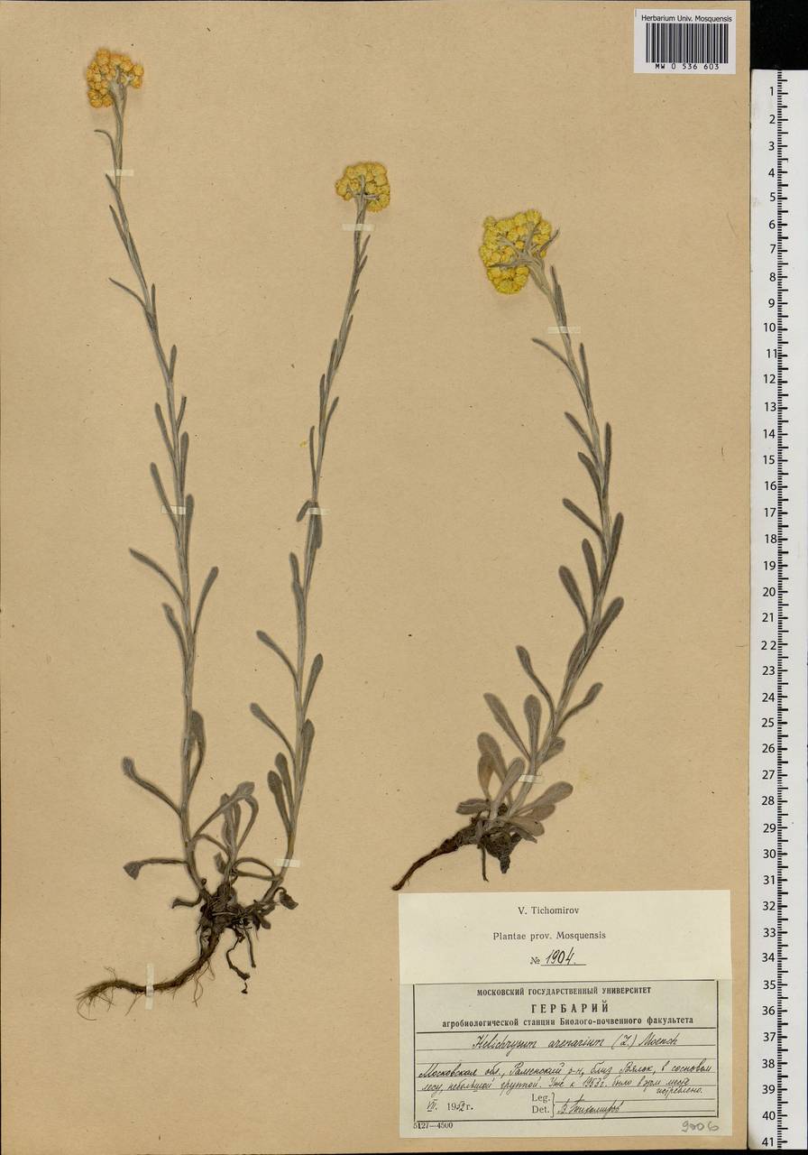 Helichrysum arenarium (L.) Moench, Eastern Europe, Moscow region (E4a) (Russia)