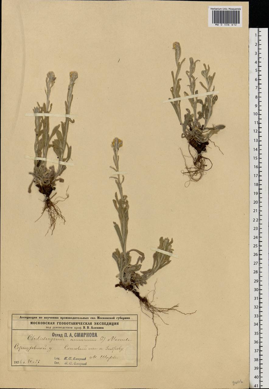Helichrysum arenarium (L.) Moench, Eastern Europe, Moscow region (E4a) (Russia)