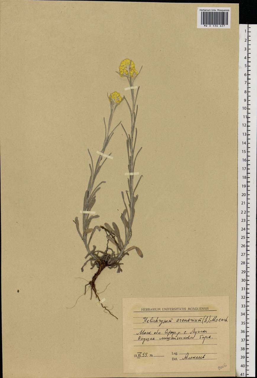 Helichrysum arenarium (L.) Moench, Eastern Europe, Moscow region (E4a) (Russia)