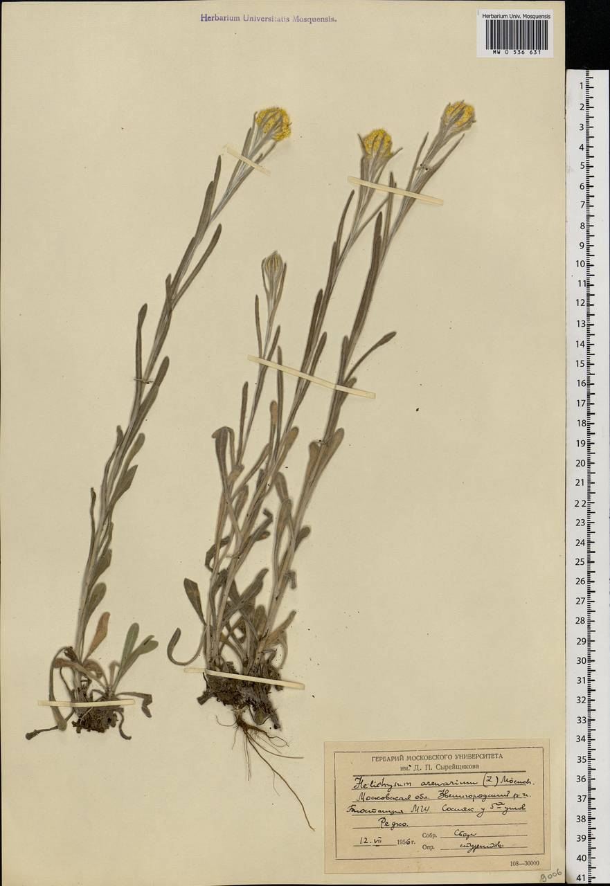 Helichrysum arenarium (L.) Moench, Eastern Europe, Moscow region (E4a) (Russia)