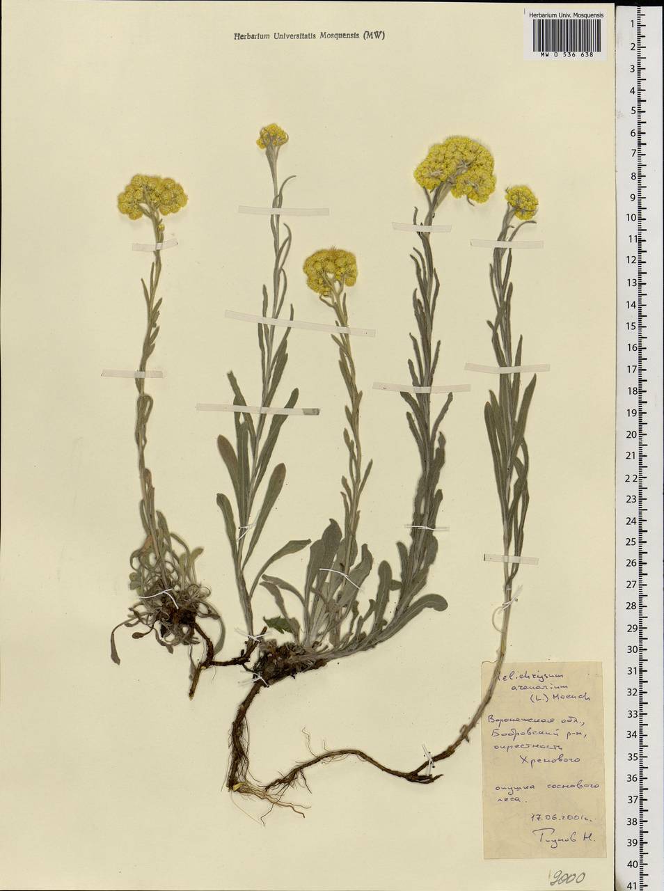 Helichrysum arenarium (L.) Moench, Eastern Europe, Central forest-and-steppe region (E6) (Russia)