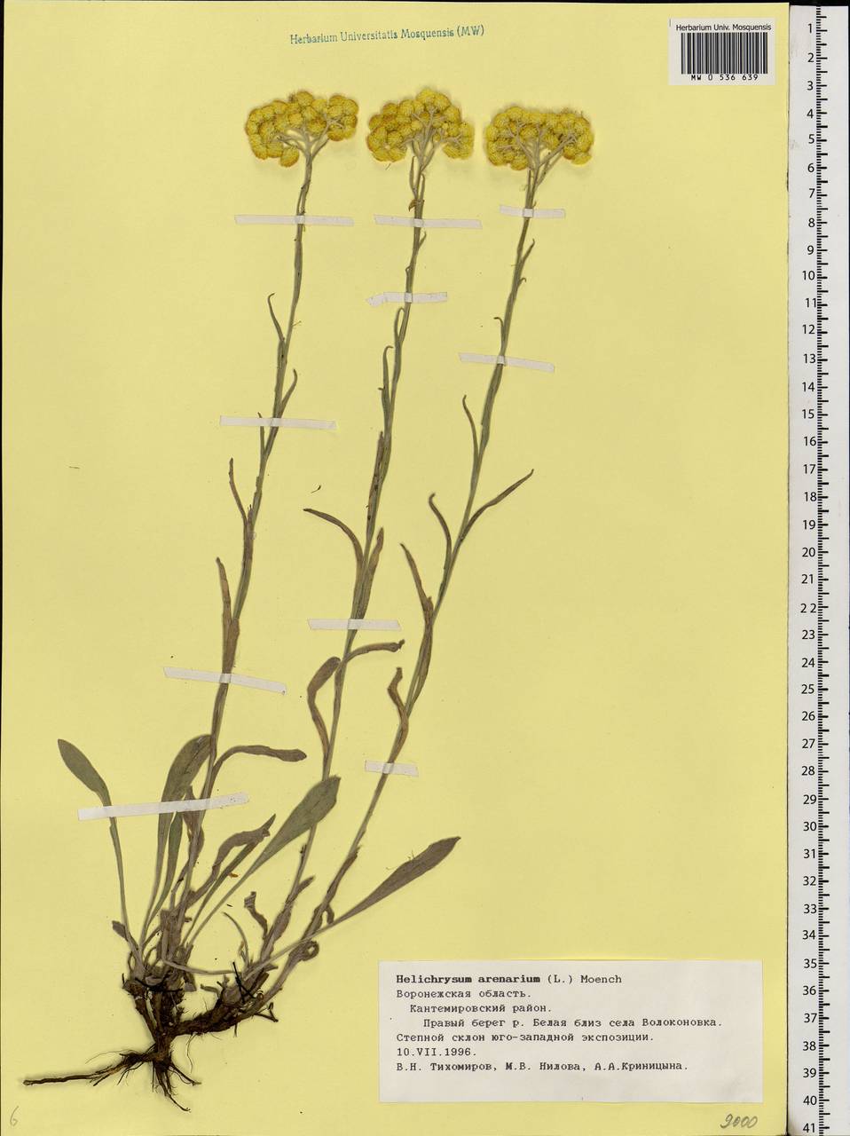 Helichrysum arenarium (L.) Moench, Eastern Europe, Central forest-and-steppe region (E6) (Russia)