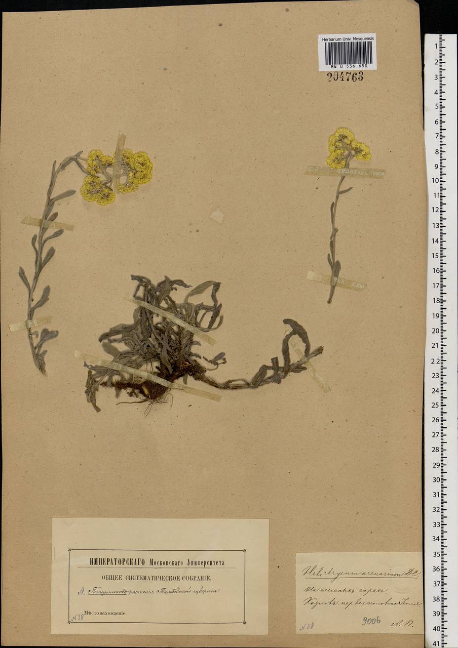 Helichrysum arenarium (L.) Moench, Eastern Europe, Central forest-and-steppe region (E6) (Russia)