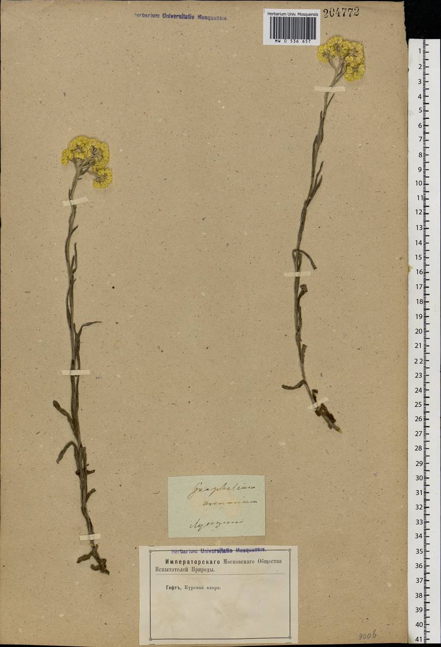 Helichrysum arenarium (L.) Moench, Eastern Europe, Central forest-and-steppe region (E6) (Russia)