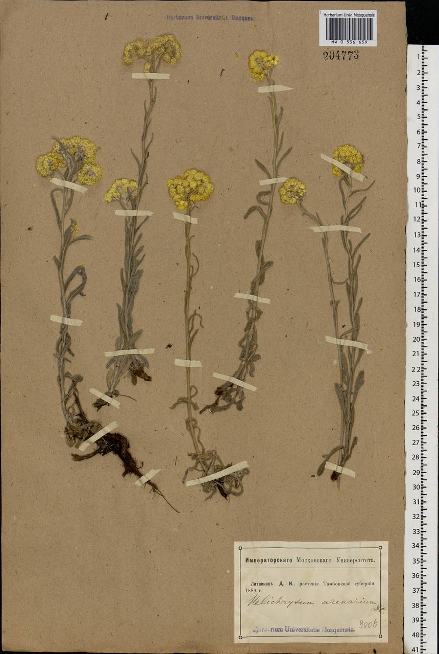 Helichrysum arenarium (L.) Moench, Eastern Europe, Central forest-and-steppe region (E6) (Russia)