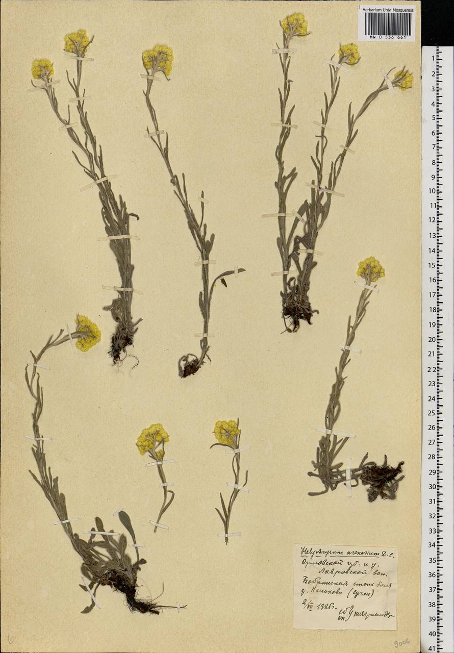 Helichrysum arenarium (L.) Moench, Eastern Europe, Central forest-and-steppe region (E6) (Russia)