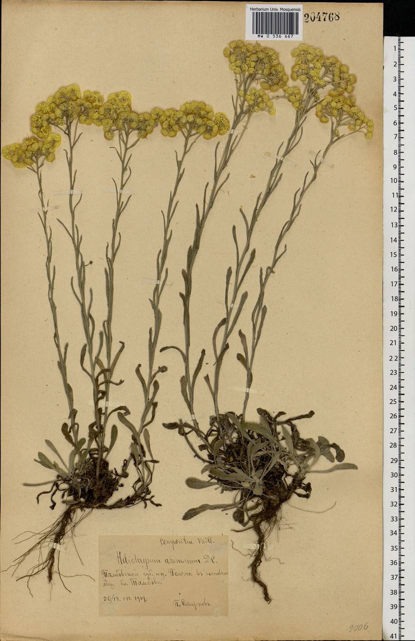 Helichrysum arenarium (L.) Moench, Eastern Europe, Central forest-and-steppe region (E6) (Russia)