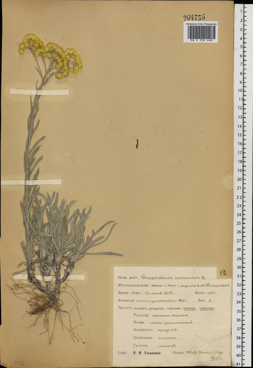 Helichrysum arenarium (L.) Moench, Eastern Europe, Central forest-and-steppe region (E6) (Russia)