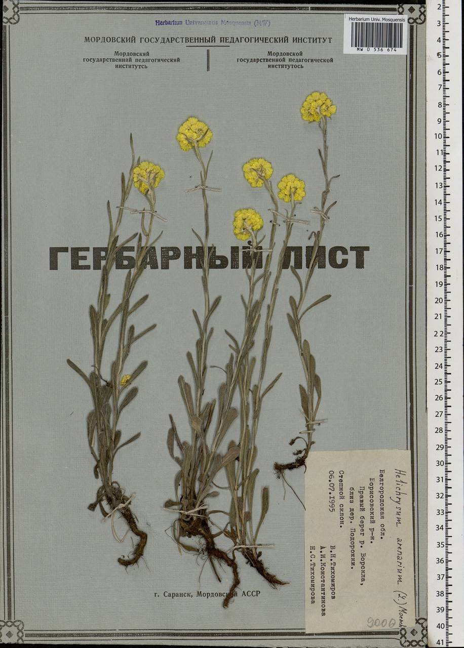 Helichrysum arenarium (L.) Moench, Eastern Europe, Central forest-and-steppe region (E6) (Russia)