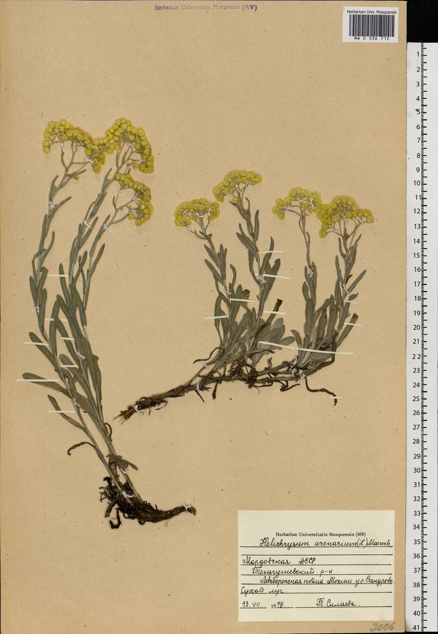 Helichrysum arenarium (L.) Moench, Eastern Europe, Middle Volga region (E8) (Russia)