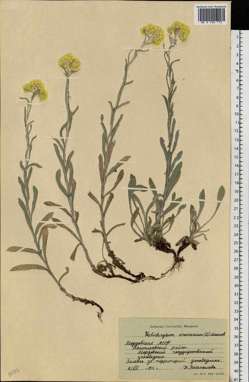 Helichrysum arenarium (L.) Moench, Eastern Europe, Middle Volga region (E8) (Russia)