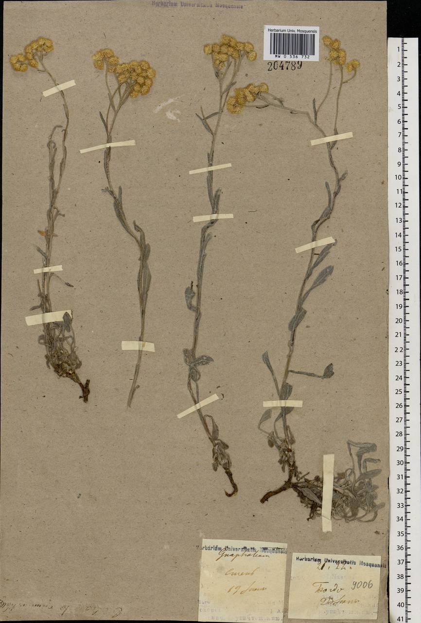 Helichrysum arenarium (L.) Moench, Eastern Europe, Lower Volga region (E9) (Russia)