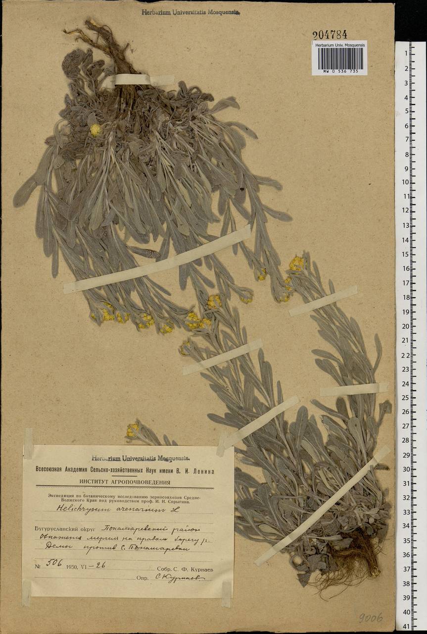 Helichrysum arenarium (L.) Moench, Eastern Europe, Eastern region (E10) (Russia)