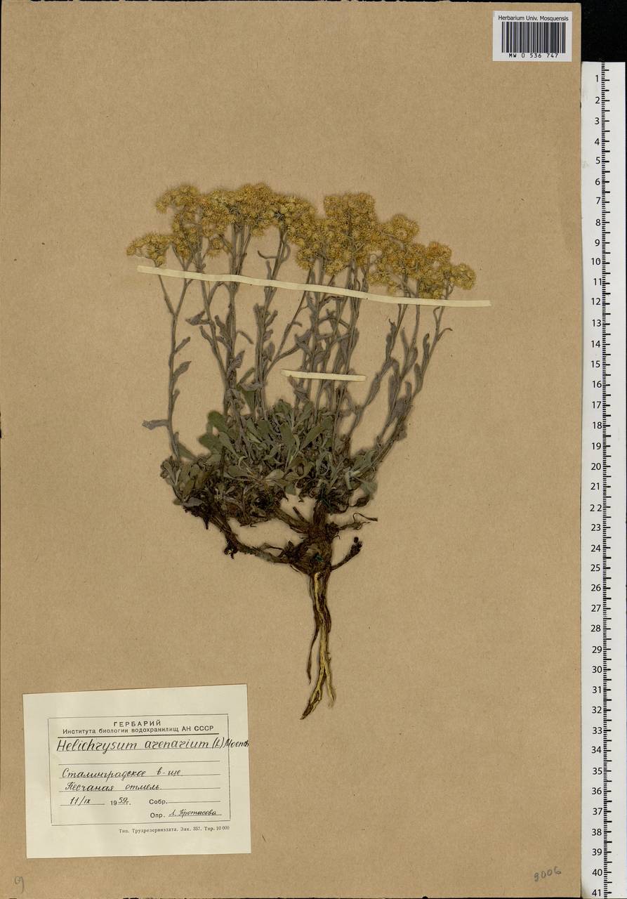 Helichrysum arenarium (L.) Moench, Eastern Europe, Lower Volga region (E9) (Russia)