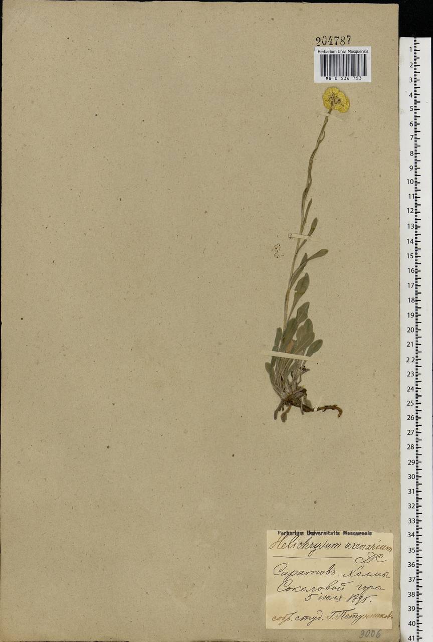 Helichrysum arenarium (L.) Moench, Eastern Europe, Lower Volga region (E9) (Russia)