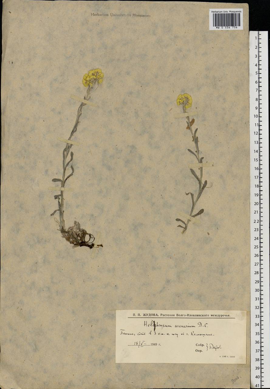 Helichrysum arenarium (L.) Moench, Eastern Europe, Lower Volga region (E9) (Russia)