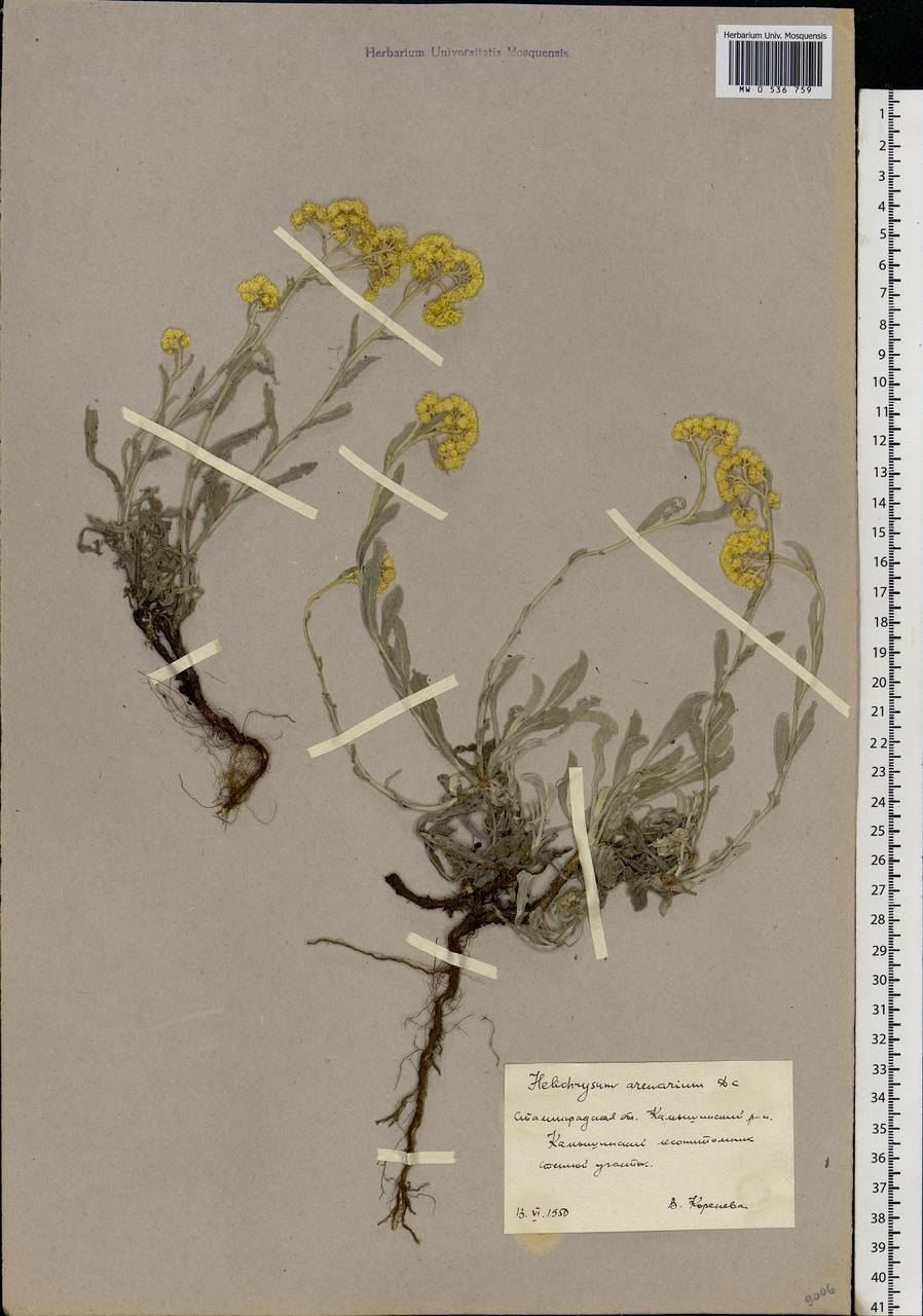 Helichrysum arenarium (L.) Moench, Eastern Europe, Lower Volga region (E9) (Russia)