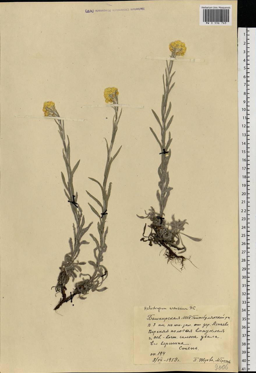 Helichrysum arenarium (L.) Moench, Eastern Europe, Eastern region (E10) (Russia)