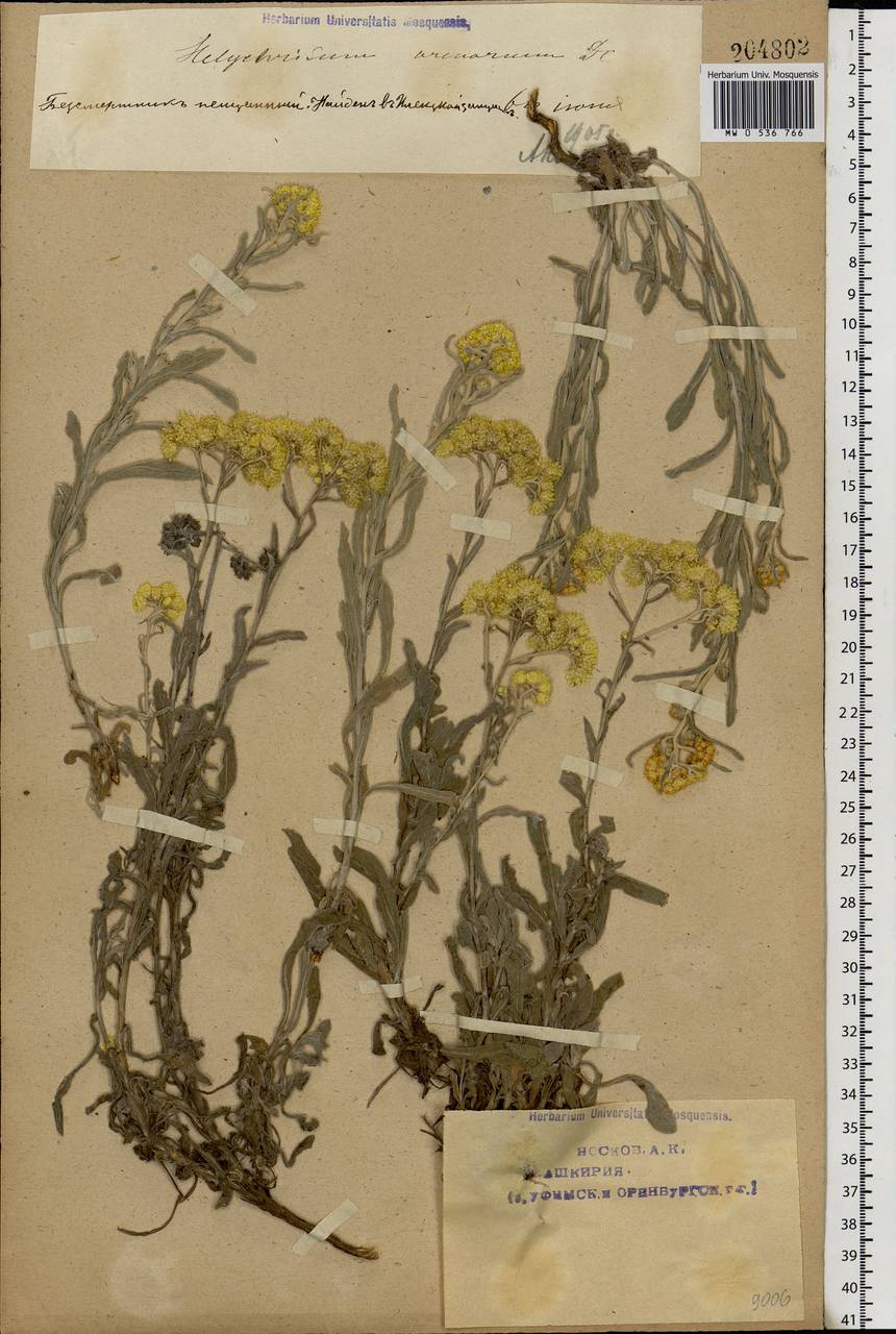Helichrysum arenarium (L.) Moench, Eastern Europe, Eastern region (E10) (Russia)