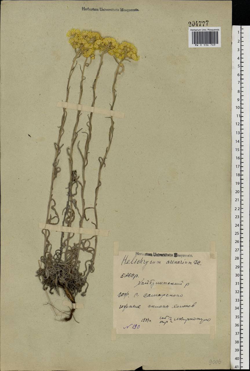 Helichrysum arenarium (L.) Moench, Eastern Europe, Eastern region (E10) (Russia)