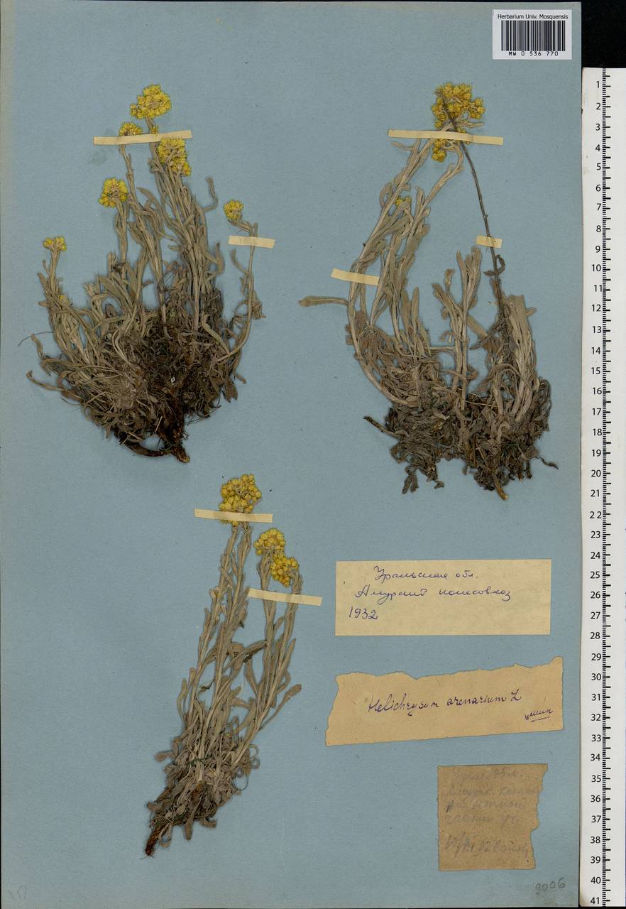 Helichrysum arenarium (L.) Moench, Eastern Europe, Eastern region (E10) (Russia)