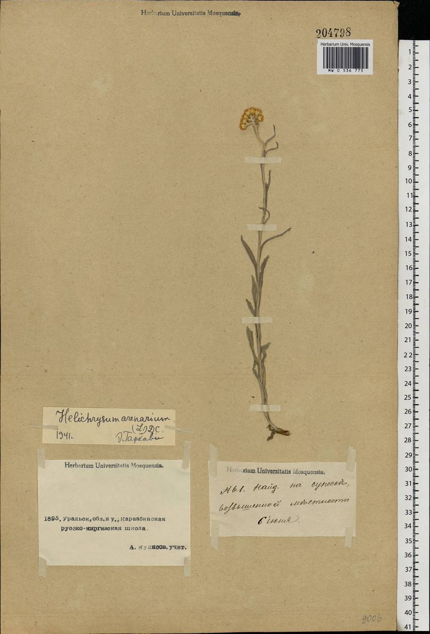 Helichrysum arenarium (L.) Moench, Middle Asia, Caspian Ustyurt & Northern Aralia (M8) (Kazakhstan)