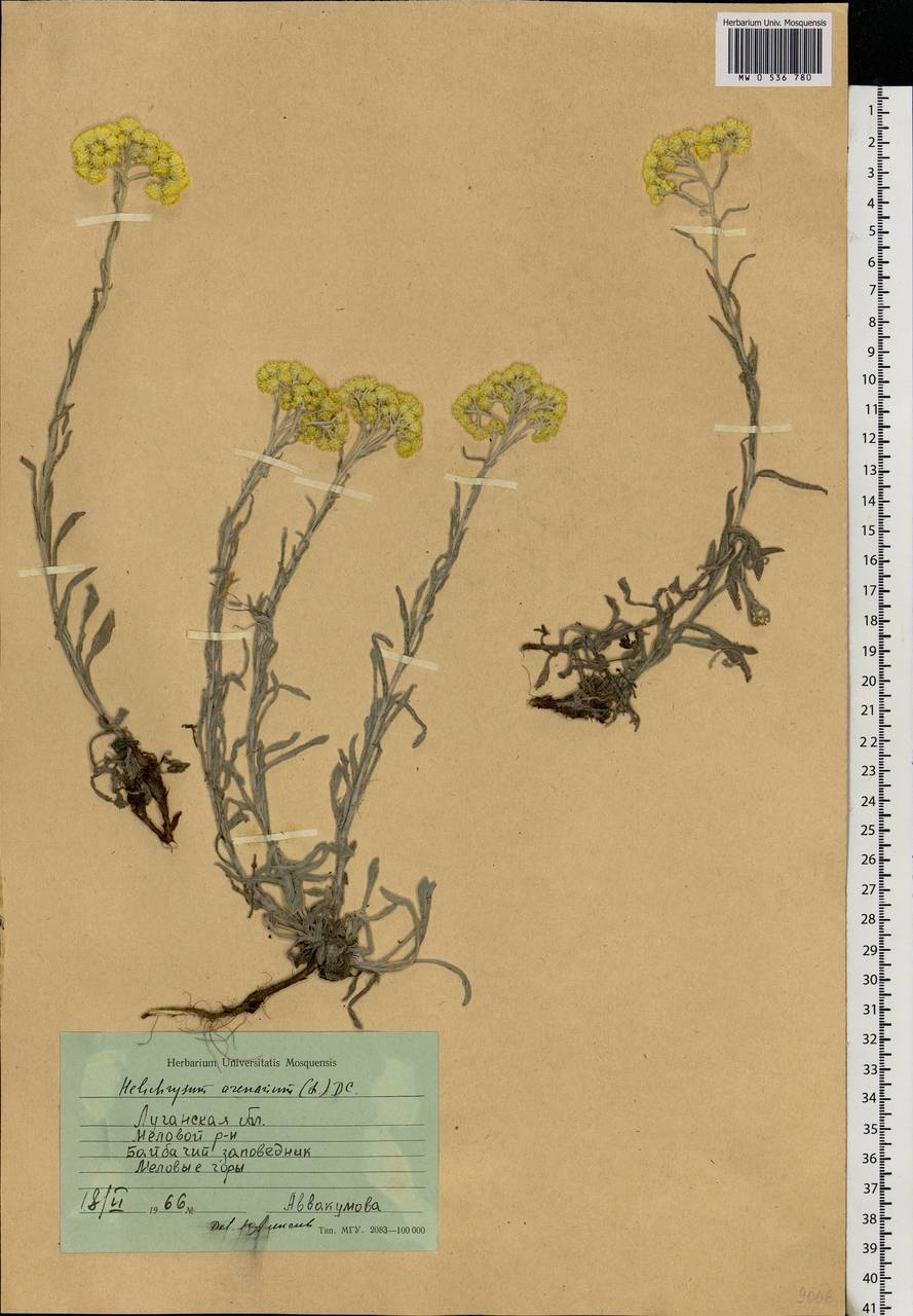 Helichrysum arenarium (L.) Moench, Eastern Europe, North Ukrainian region (E11) (Ukraine)