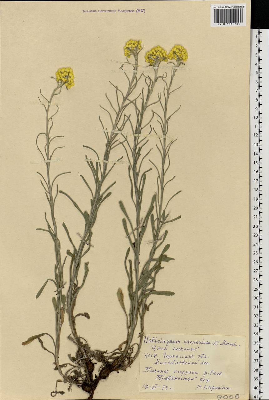 Helichrysum arenarium (L.) Moench, Eastern Europe, North Ukrainian region (E11) (Ukraine)