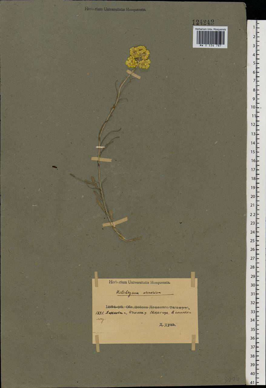 Helichrysum arenarium (L.) Moench, Eastern Europe, North Ukrainian region (E11) (Ukraine)