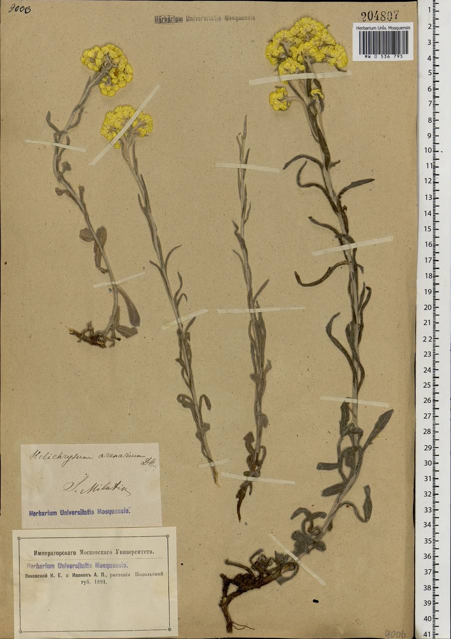 Helichrysum arenarium (L.) Moench, Eastern Europe, North Ukrainian region (E11) (Ukraine)