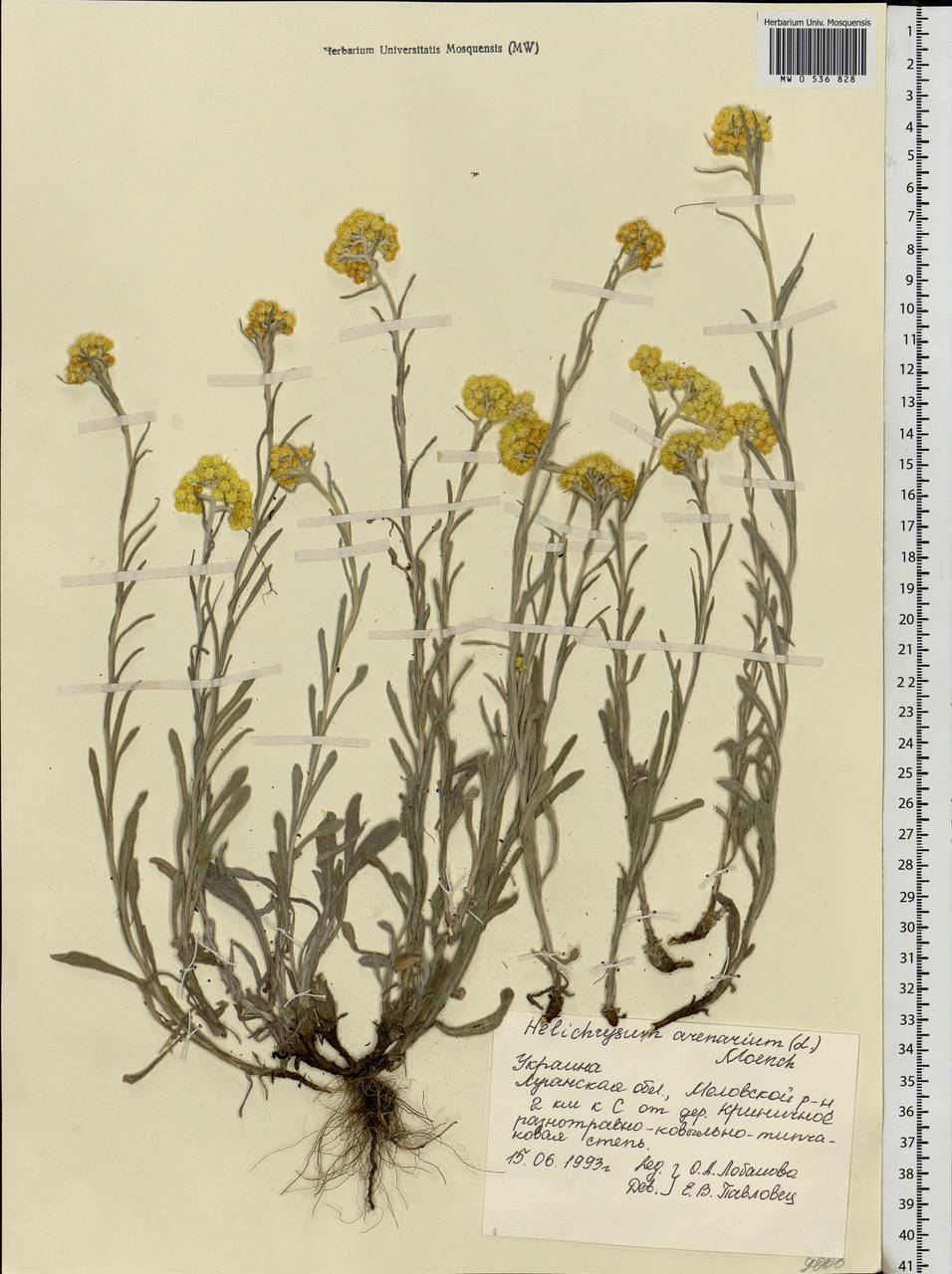 Helichrysum arenarium (L.) Moench, Eastern Europe, North Ukrainian region (E11) (Ukraine)