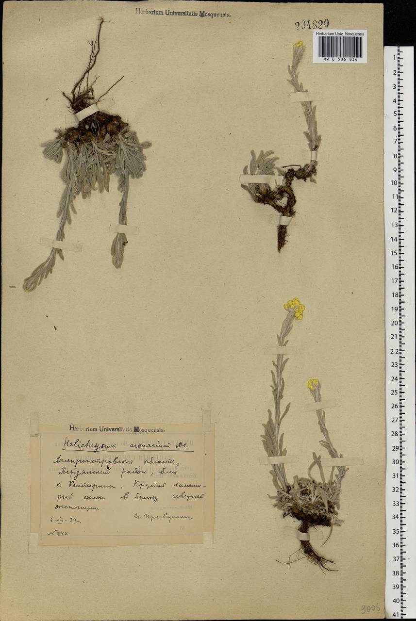 Helichrysum arenarium (L.) Moench, Eastern Europe, South Ukrainian region (E12) (Ukraine)