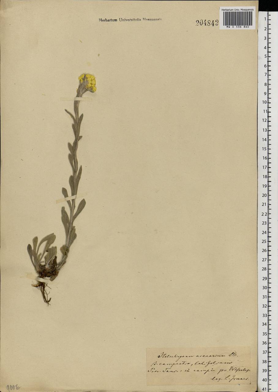 Helichrysum arenarium (L.) Moench, Eastern Europe, South Ukrainian region (E12) (Ukraine)