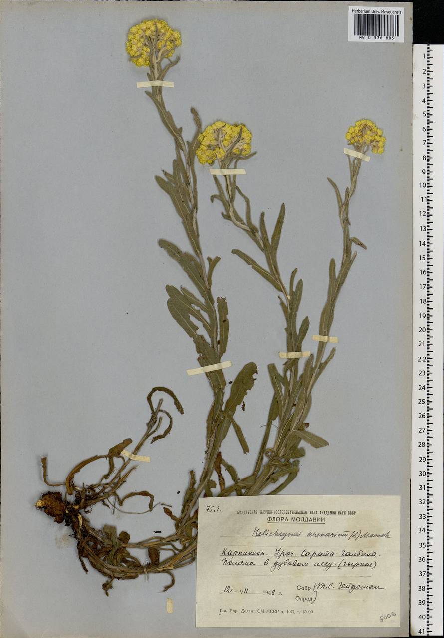 Helichrysum arenarium (L.) Moench, Eastern Europe, Moldova (E13a) (Moldova)