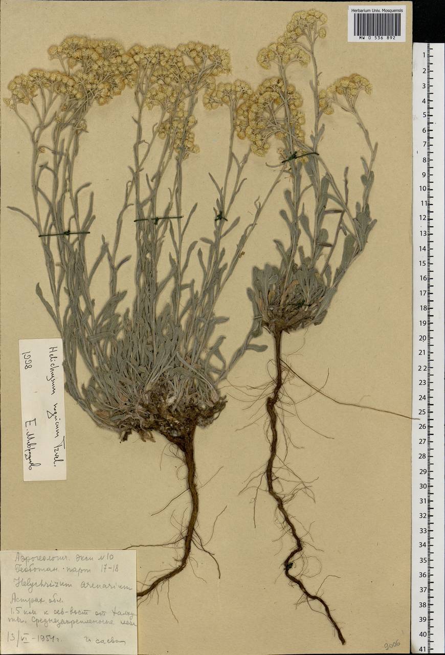 Helichrysum nogaicum Tzvelev, Eastern Europe, Lower Volga region (E9) (Russia)