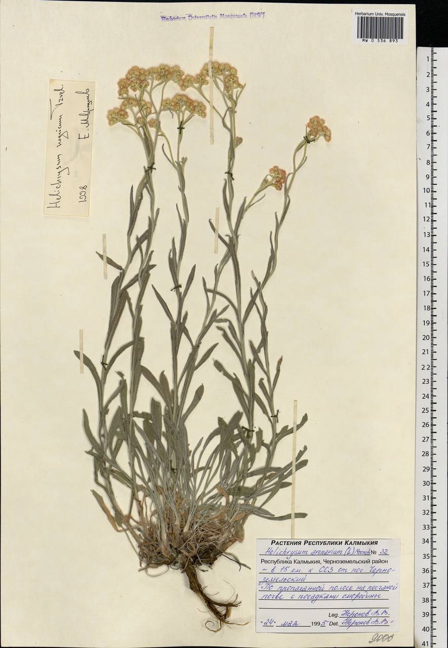 Helichrysum nogaicum Tzvelev, Eastern Europe, Lower Volga region (E9) (Russia)