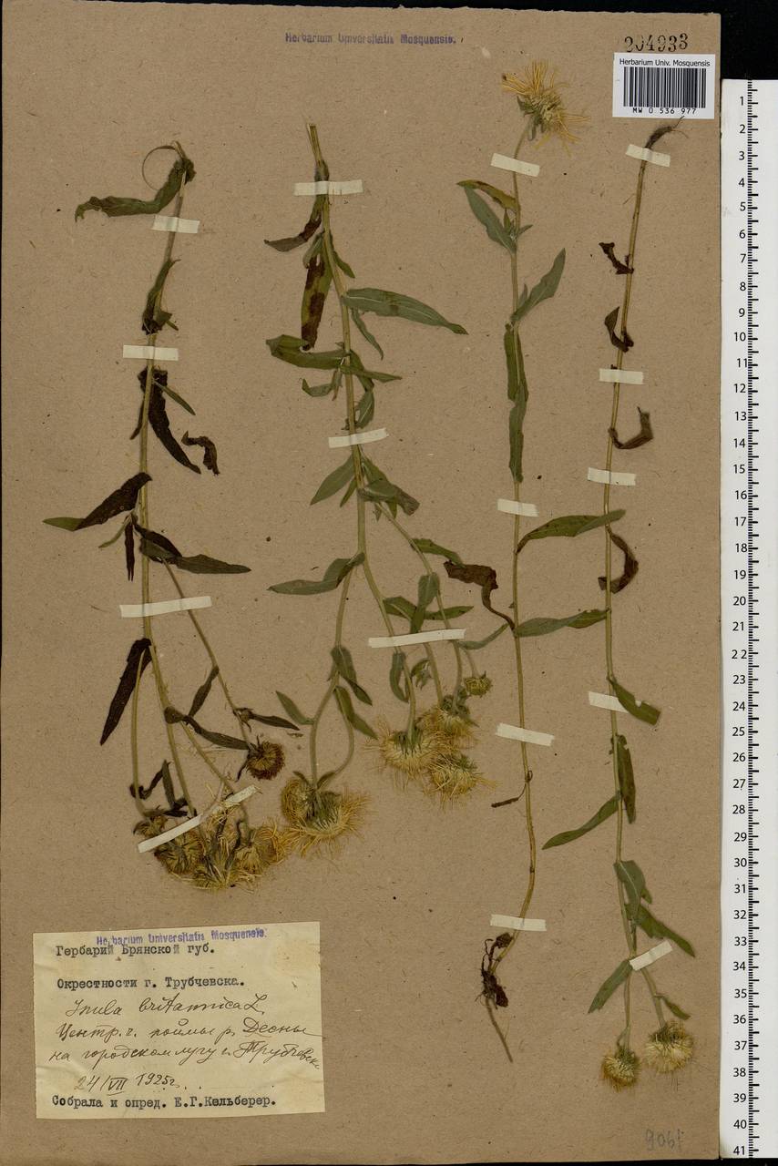 Pentanema britannicum (L.) D. Gut. Larr., Santos-Vicente, Anderb., E. Rico & M. M. Mart. Ort., Eastern Europe, Western region (E3) (Russia)