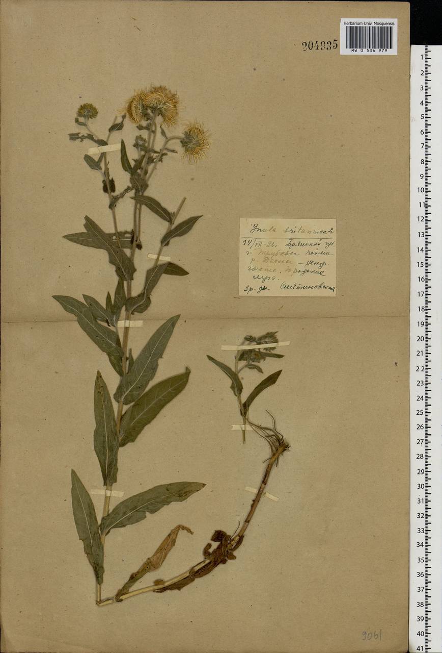 Pentanema britannicum (L.) D. Gut. Larr., Santos-Vicente, Anderb., E. Rico & M. M. Mart. Ort., Eastern Europe, Western region (E3) (Russia)